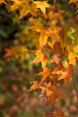 Yellow leaves on trees in autumn