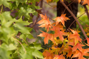 Yellow leaves on trees in autumn