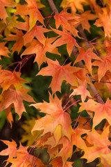 Yellow leaves on trees in autumn