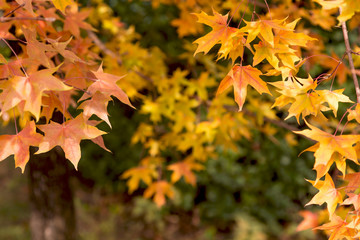 Yellow leaves on trees in autumn