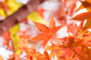 Yellow leaves on trees in autumn