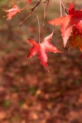 Yellow leaves on trees in autumn