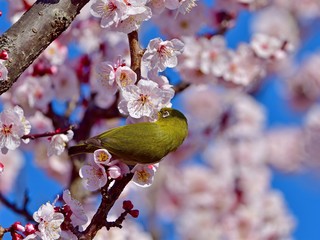 青空バックに満開の梅の花と戯れるメジロ