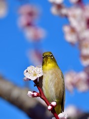 青空バックに満開の梅の花と戯れるメジロ