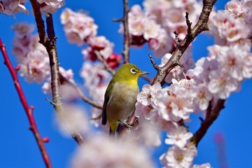 青空バックに満開の梅の花と戯れるメジロ