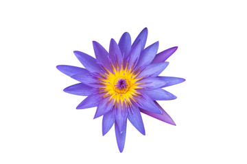 The closed up of top view of lotus with the background with clipping path. 