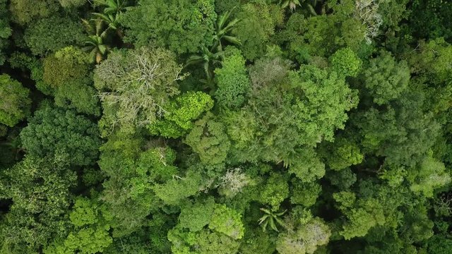 Aerial drone shot over primary Jungle tropical rain forest in Choc&oacute;, Colombia.