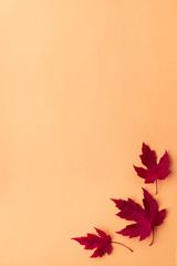 Naklejka na ściany i meble Autumn leaf flat lay composition. Frame from red maple leaves on orange paper background. Autumn concept. Fall leaves design. Top view, copy space
