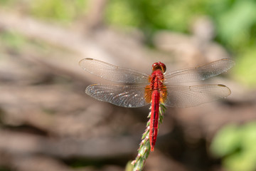Image of dragonfly red perched on the grass top in the nature.