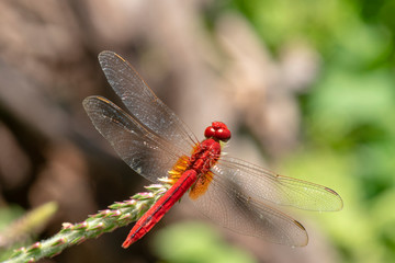 Image of dragonfly red perched on the grass top in the nature.