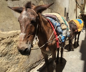 donkey in desert