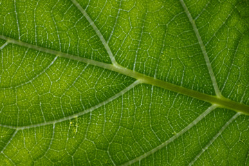 Avocado leaf texture