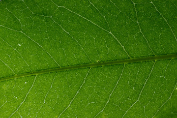 texture of java plum leaf