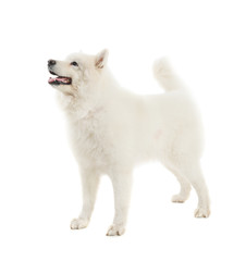 Cute Samoyed dog on white background