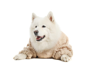 Cute Samoyed dog in warm sweater on white background