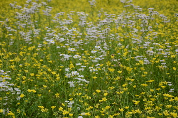Obraz premium Field of White and Yellow flowers