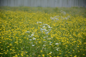 Yellow and White wild flowers