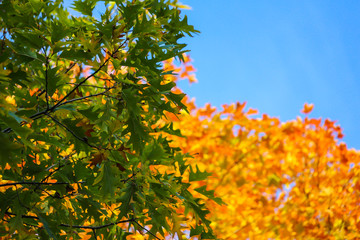 Maple forest with many colors under a clean blue sky, St-Bruno, Quebec, Canada