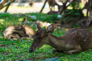 Deer sleeping on the ground in the garden