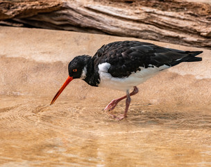 Black, White, and Grey Plumage on a Common Tern Foraging in a Stream