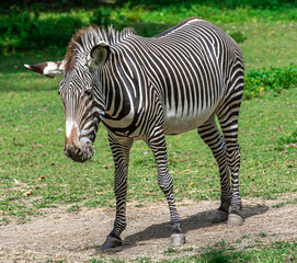 Fototapeta na wymiar Iconic Stripes on a Grevy's Zebra Grazing in a Field