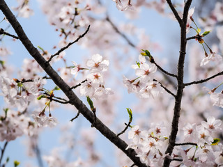 Fototapeta premium Cherry Blossoms