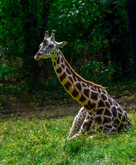 Giraffe Sitting in a Field