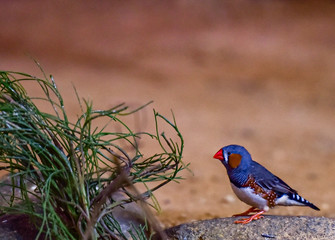 Deep Red, Blue, and White Plumage on a Zebra Finch Foraging