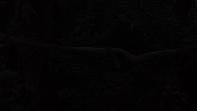 Halloween clip: POV of a scared person walking through tangled forest at night, encountering a spooky clown. Includes soundtrack of breathing, footsteps, leaves rustling, night animals.
