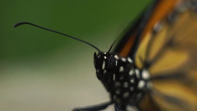 A single monarch butterfly, close up, macro