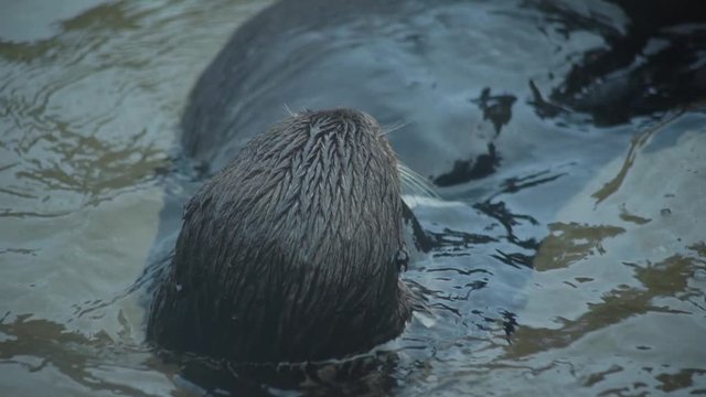 A single otter feeding, rolling in the water and cleaning it's food