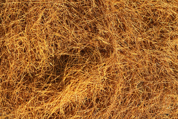 текстура хвои