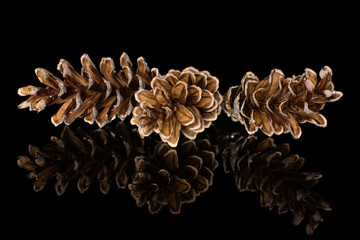 Group of three whole forest brown pine cone isolated on black glass