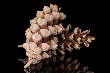 Group of two whole forest brown pine cone crossed isolated on black glass