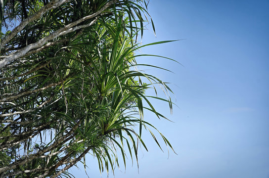 Pandadus tree on side of photo