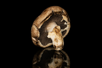 One whole fresh brown mushroom champignon isolated on black glass