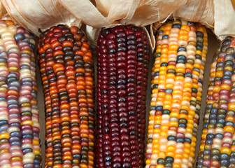 different colors of vibrant ears of Indian Corn with husks pulled back. A symbol of harvest season,...