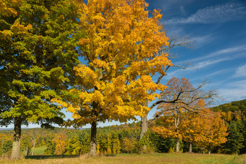 Distant forest in fall color with foreground trees and blue sky