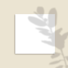 The shadow of the plants. Square Paper Mockup with realistic shadows overlays leaves on beige background. Vector.