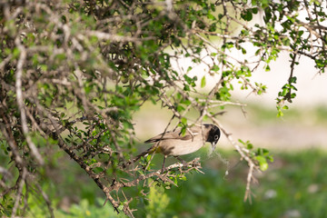 White-spectacled bulbul with a piece of fur in a beak on a tree