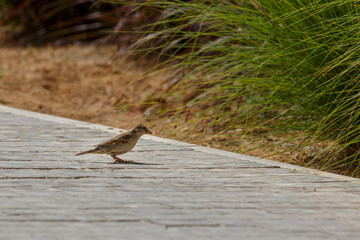 Little sparrow looks at the grass