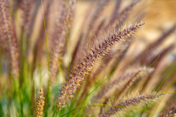 Ear grass at sunlight