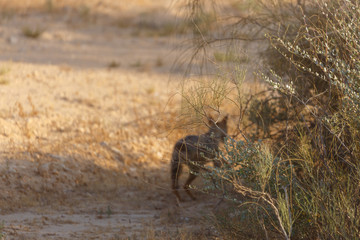 Blurred silhouette of a fleeing Arabian wolf