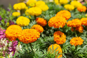 Orange marigolds