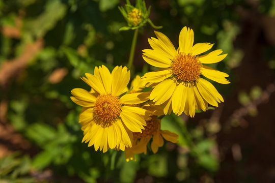 Pair of  yellow chrysanthemum coronarium