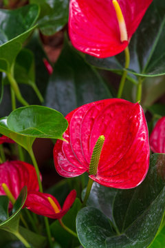 Four red anthurium flowers