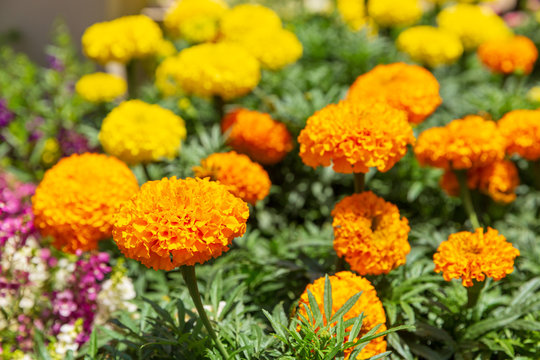 Orange marigolds
