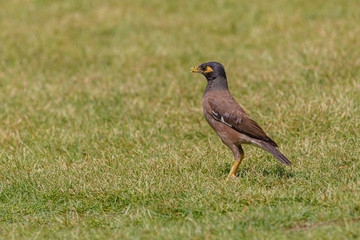 Mynah with open beak stands on grass