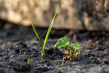 green young plant growing in soil on nature background 