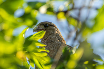 bird face between the leaves of the trees / Phalcoboenus chimango